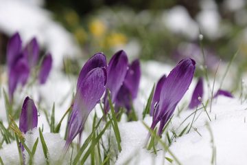 Spring Forward: A 5-Point Checklist to Get Your Home Ready for the Thaw